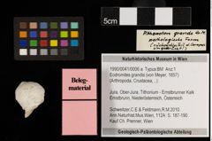 Foto (Objekt + Etiketten) von Eodromites grandis (von Meyer, 1857) (NHMW-GEO-1990-0041-0006a)